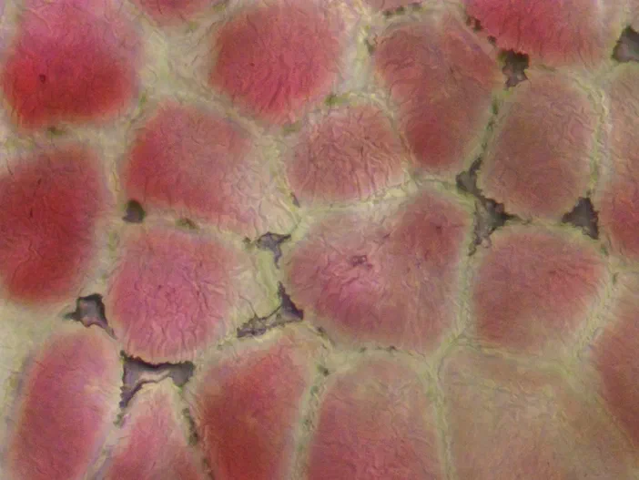 Vue microscopique des cellules de l'épiderme d'une anthère ou sac pollinique du Pyrus.