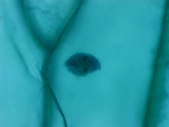 Vue microscopique d'un épithélium d'oignon à l'objectif 40x montrant une cellule avec un noyau sombre au centre.