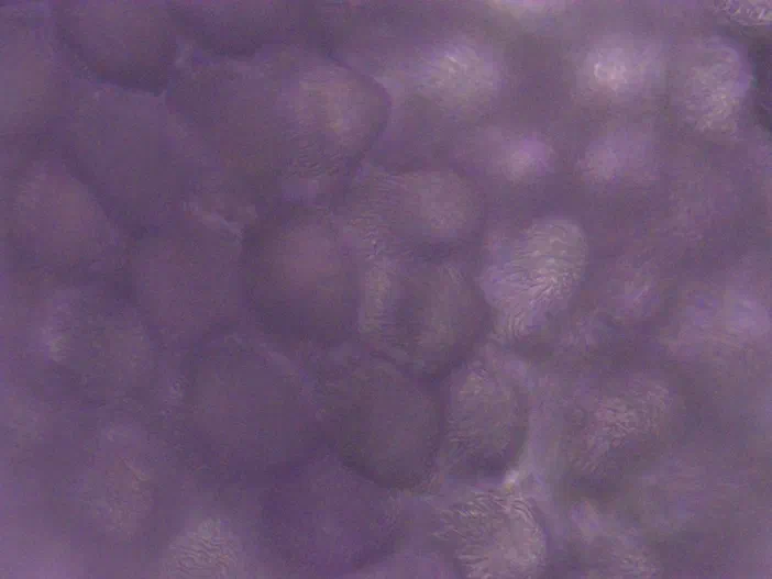 Vue microscopique des cellules papillaires de la Cardamine des prés à l'objectif 40x