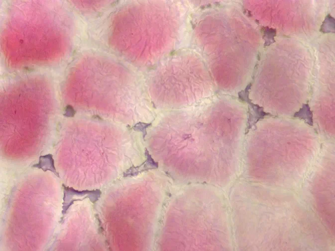 Vue microscopique des cellules de l'épiderme d'une anthère ou sac pollinique du Pyrus.