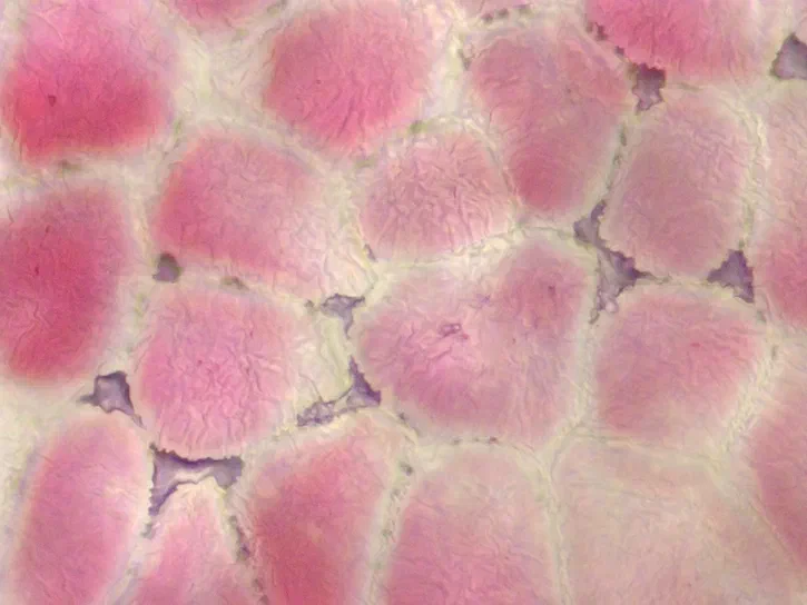 Vue microscopique des cellules de l'épiderme d'une anthère ou sac pollinique du Pyrus.