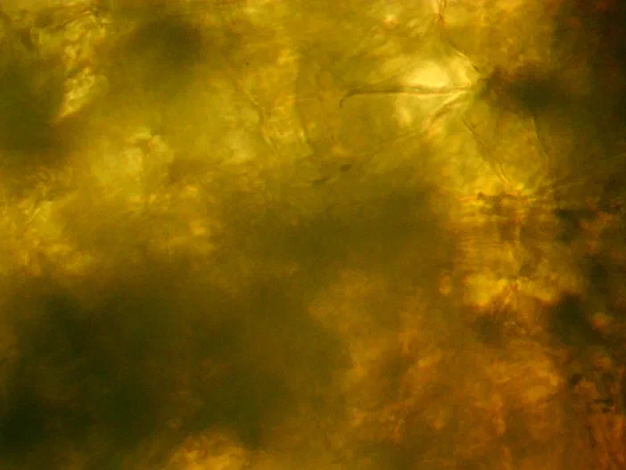 Vue microscopique de l'intérieur d'une anthère sombre avec des structures filamenteuses visibles sur fond jaune-vert.