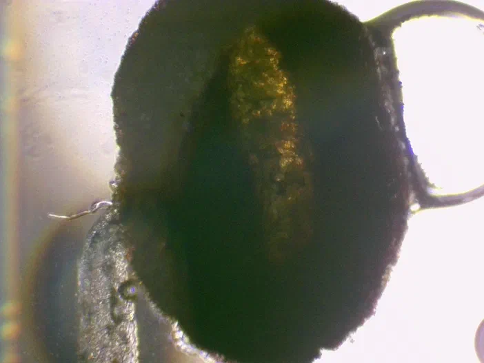 Vue microscopique d'une anthère sombre de Pyrus chargée de pollen mûr
