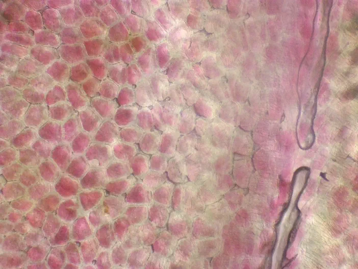Vue microscopique d'un sac pollinique de Pyrus infiltré par la glycérine végétale