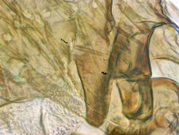 Patte d'abeille ouvrière vue au microscope avec objectif 40x