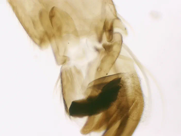 Vue microscopique d'une patte d'abeille ouvrière à l'échelle 10x