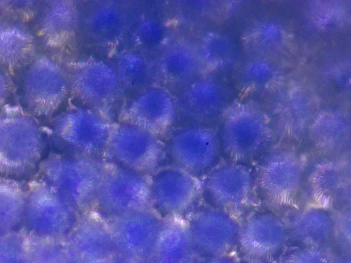 Cellules papillaires de l'épiderme supérieur d'une Veronica persica observées au microscope (objectif 40x)