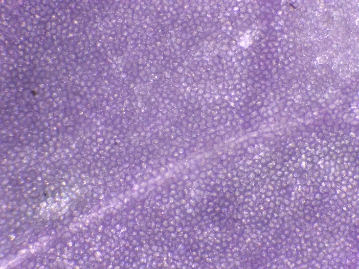 Vue microscopique des cellules papillaires de l'épiderme supérieur d'une Cardamine des prés à l'objectif 4x