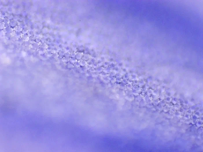 Microscopie : cellules papillaires de l'épiderme supérieur d'une Veronica persica