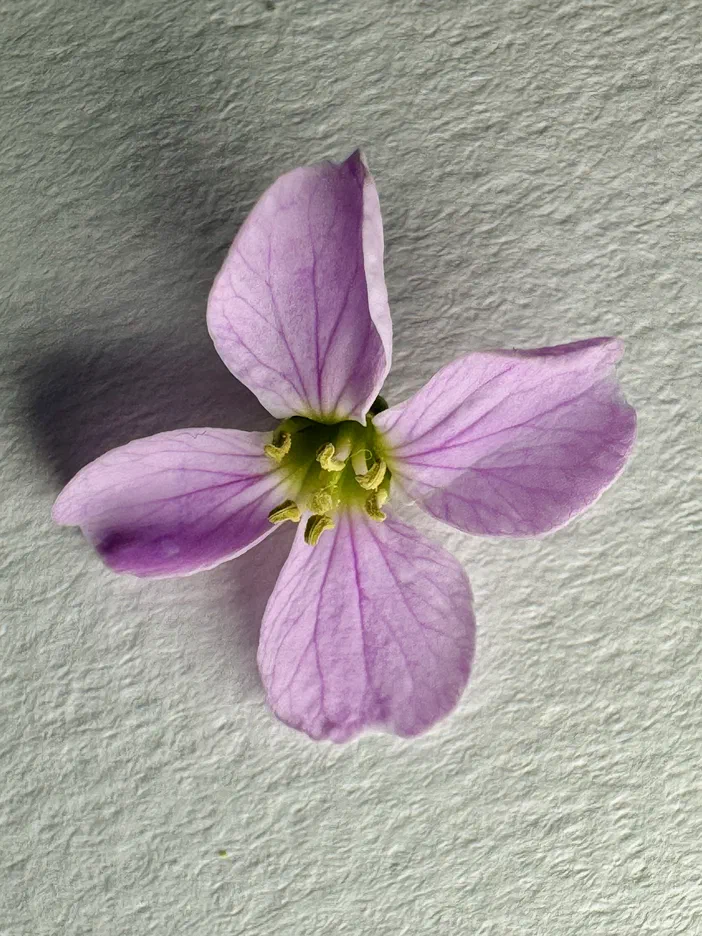 Une fleur de Cardamine des prés aux pétales roses et au centre vert, photographiée sur un fond gris texturé.