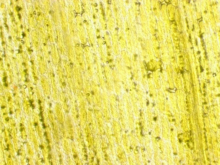 Surface d'un pétale de Sonchus observée au microscope à l'objectif 10x