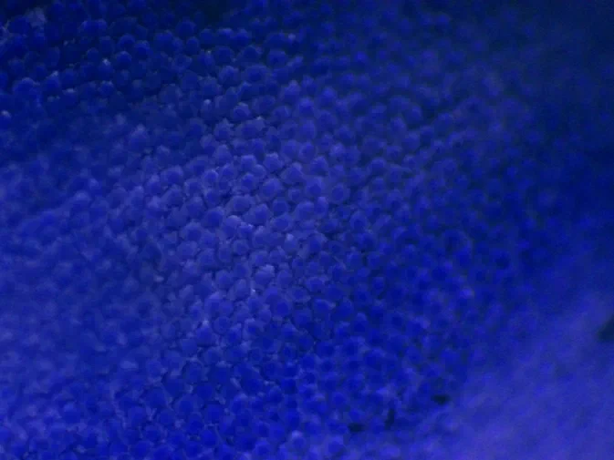 Vue microscopique de la répartition des anthocyanes au bord du pétale d'une Veronica persica