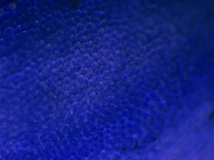 Vue microscopique de la répartition des anthocyanes au bord du pétale d'une Veronica persica