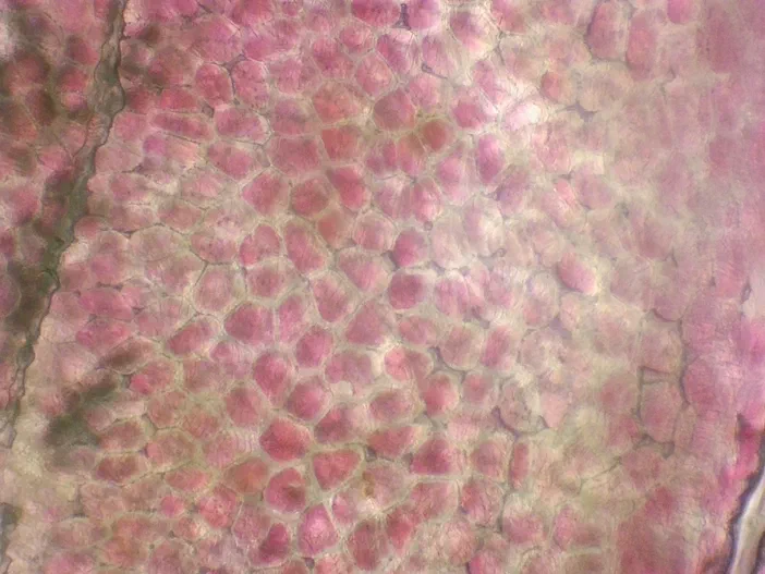 Vue microscopique des cellules de l'épiderme du sac pollinique d'un Pyrus.