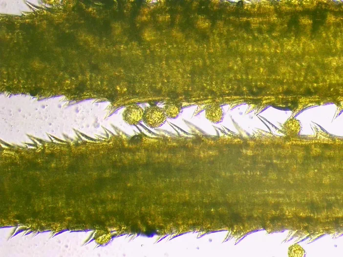 Vue microscopique d'une paire de styles floraux vert jaunâtre avec des poils fins et quelques structures sphériques.
