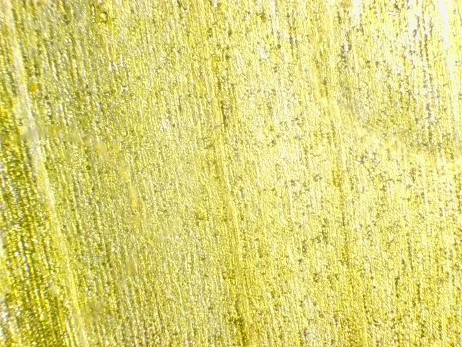 Surface d'un pétale de Sonchus observée au microscope à l'objectif 10x