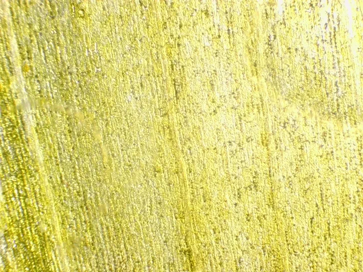 Sonchus Surface d'un pétale de Sonchus observée au microscope à l'objectif 10x