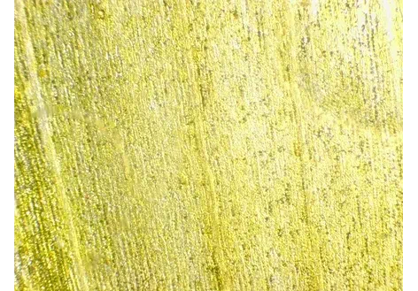 Couverture de Sonchus oleraceus