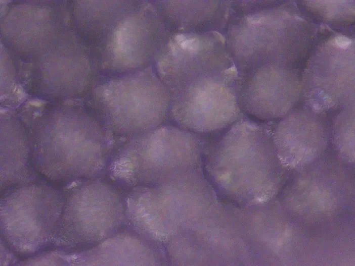 Vue microscopique des cellules papillaires de la Cardamine des prés à l'objectif 40x.