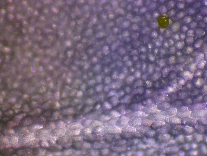 Vue microscopique des cellules papillaires de l'épiderme supérieur d'une Cardamine des prés à l'objectif 10x, avec un grain de pollen visible.
