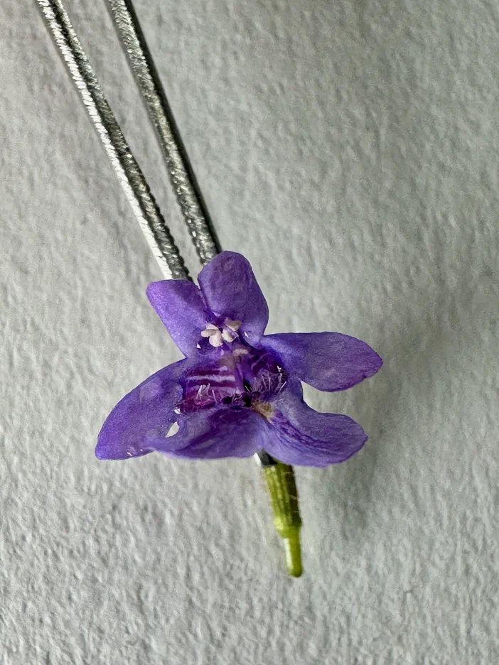 Grassette commune, une fleur violette avec un pistil blanc et des étamines visibles.