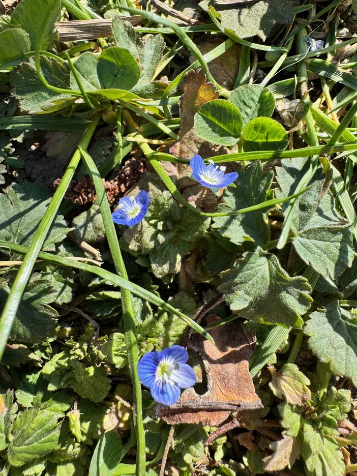 Quelques fleurs de Veronica persica bleues au centre d'une végétation verte.