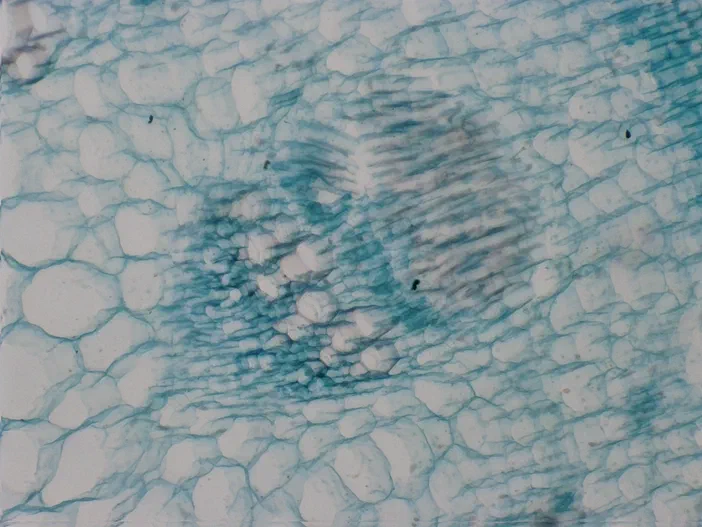 Vue microscopique d'une graine de tournesol à l'objectif 10x avec correction des aberrations chromatiques (EDF).