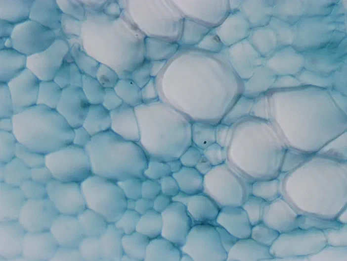 Vue microscopique d'une graine de tournesol à l'objectif 40x montrant des cellules bleues et translucides.