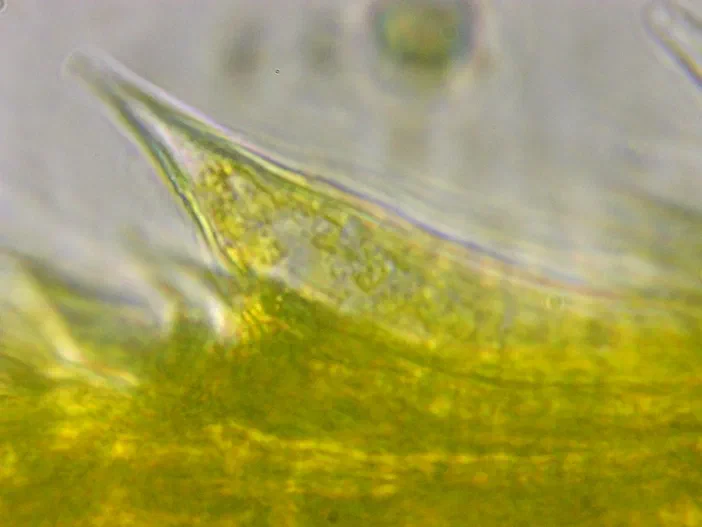 Gros plan microscopique d'un poil de capture du pollen à l'objectif 100x avec huile.