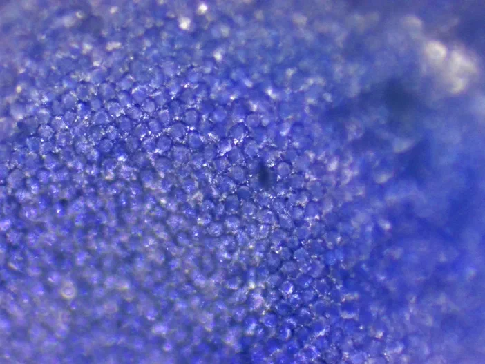 Gros plan microscopique d'un oeuf de Veronica persica sur un pétale bleu.