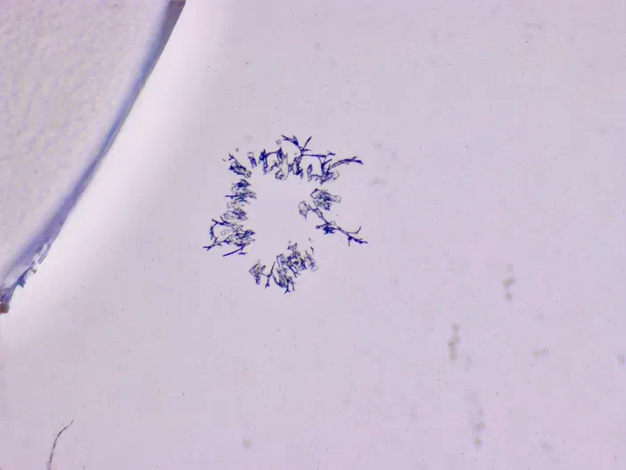 Vue microscopique de structures bleues en forme d'estampes sur fond blanc.