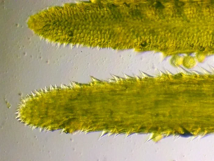 Vue microscopique de l'extrémité d'une paire de styles floraux vert jaunâtre à bordure dentelée.