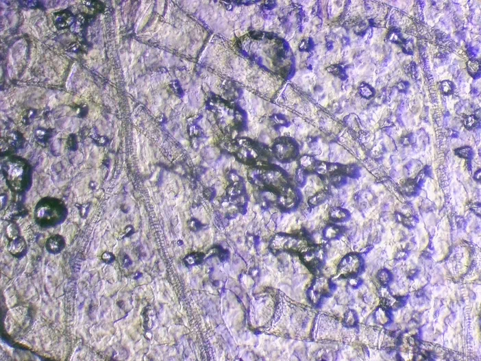 Vue microscopique des poils sur les pétales d'une grassette commune.