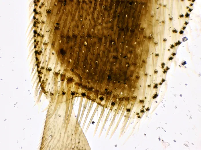 Patte d'abeille ouvrière vue au microscope avec objectif 4x
