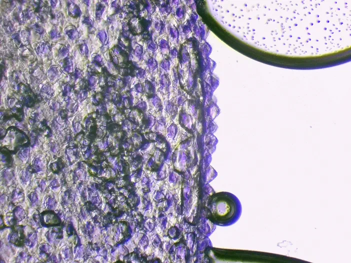 Observation microscopique de la grassette commune montrant des cellules papillaires violettes et des bulles dues à la glycérine.
