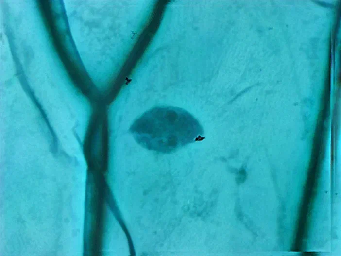 Vue microscopique d'un épithélium d'oignon observé à l'objectif 40x avec Enhanced Depth of Field (EDF), montrant des cellules en relief sur fond bleu.