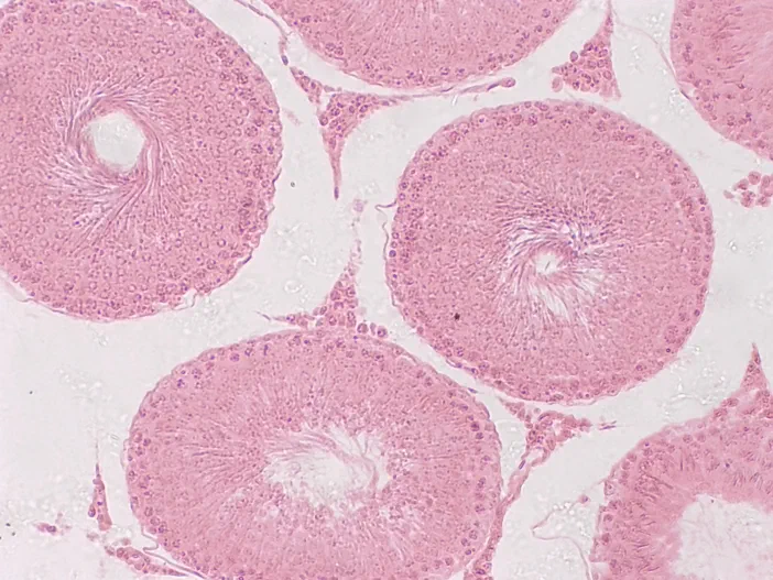 Microscopie d'un testicule de lapin vue à l'objectif 10x
